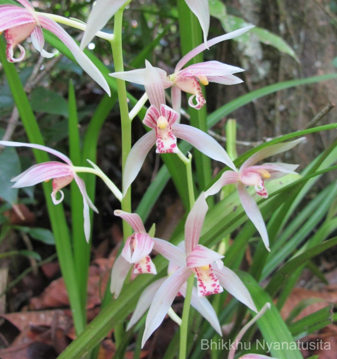 Cymbidium haematodes Lindl.